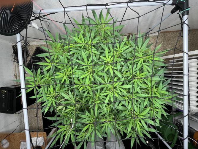 Franco’s Lemon Cheese. Week 20