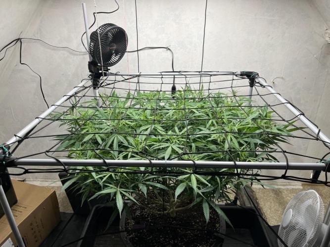 Franco’s Lemon Cheese. Week 20