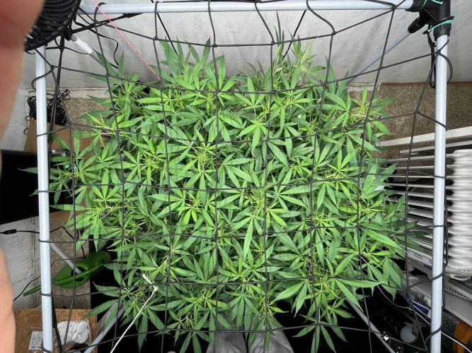 Franco’s Lemon Cheese. Week 20