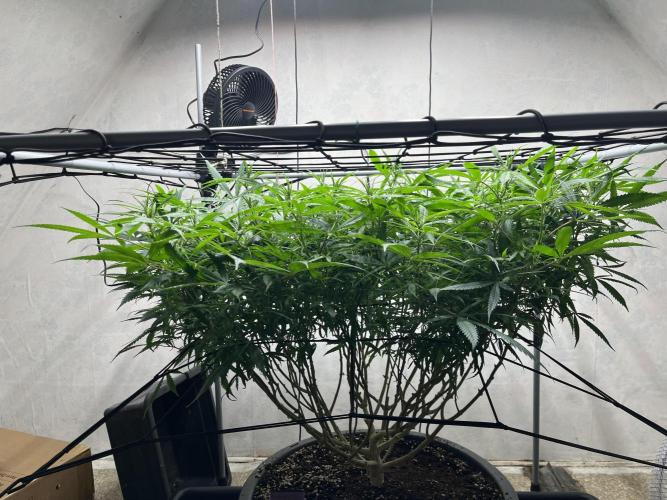 Franco’s Lemon Cheese. Week 20