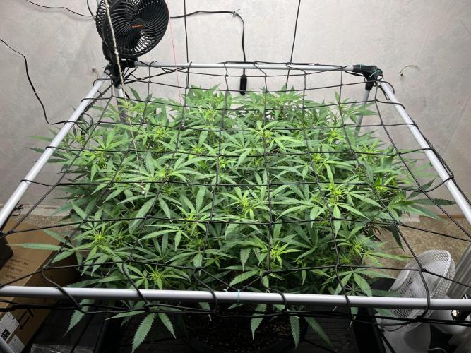 Franco’s Lemon Cheese. Week 21