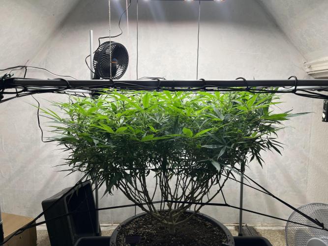 Franco’s Lemon Cheese. Week 21