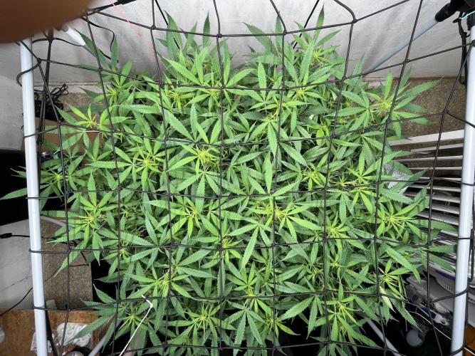 Franco’s Lemon Cheese. Week 21