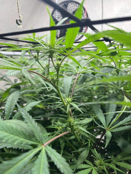 Franco’s Lemon Cheese. Week 21