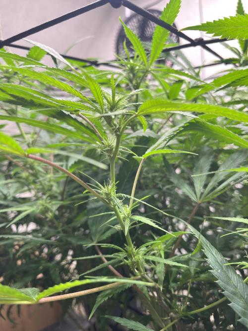 Franco’s Lemon Cheese. Week 21