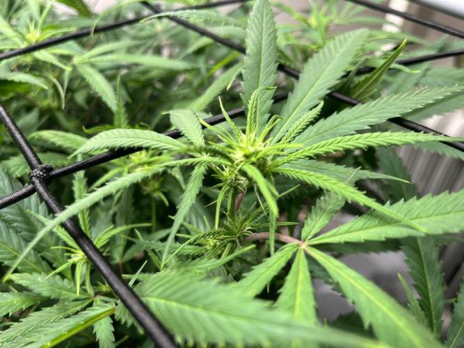 Franco’s Lemon Cheese. Week 21