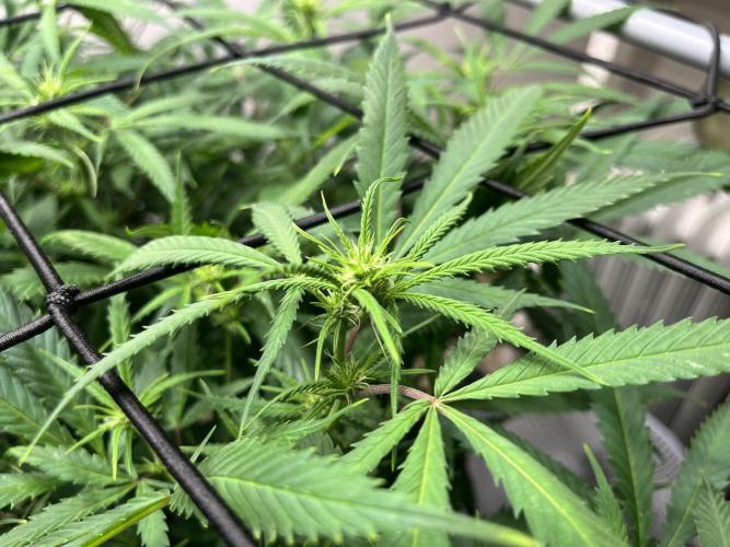 Franco’s Lemon Cheese. Week 21