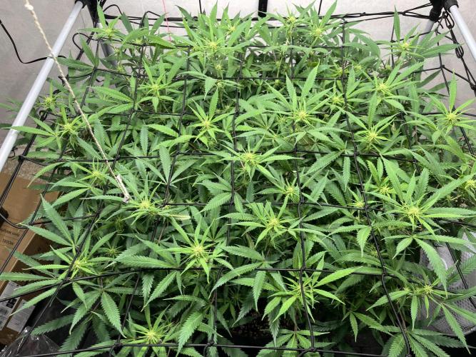 Franco’s Lemon Cheese. Week 21