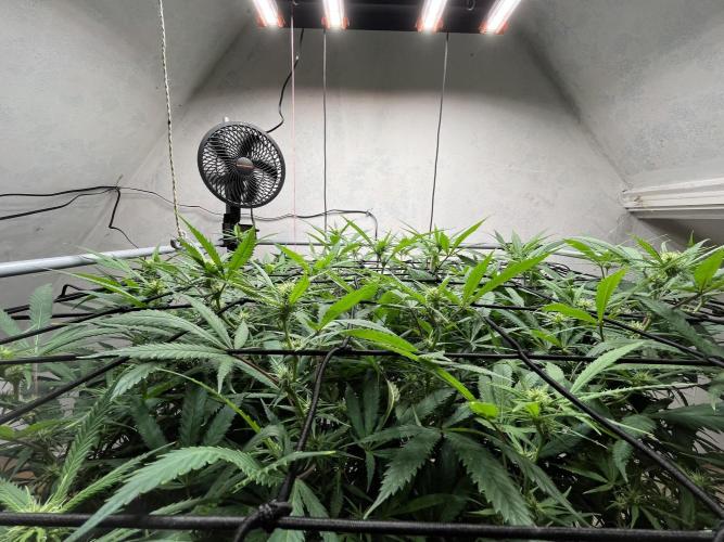 Franco’s Lemon Cheese. Week 21