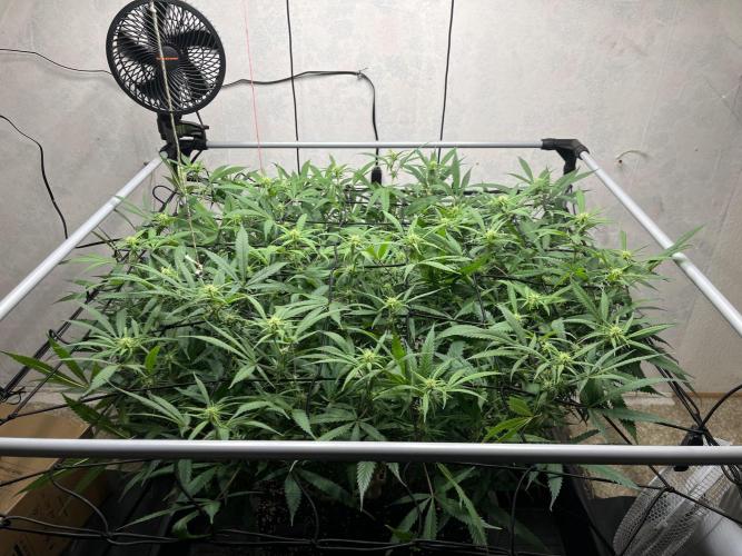 Franco’s Lemon Cheese. Week 22