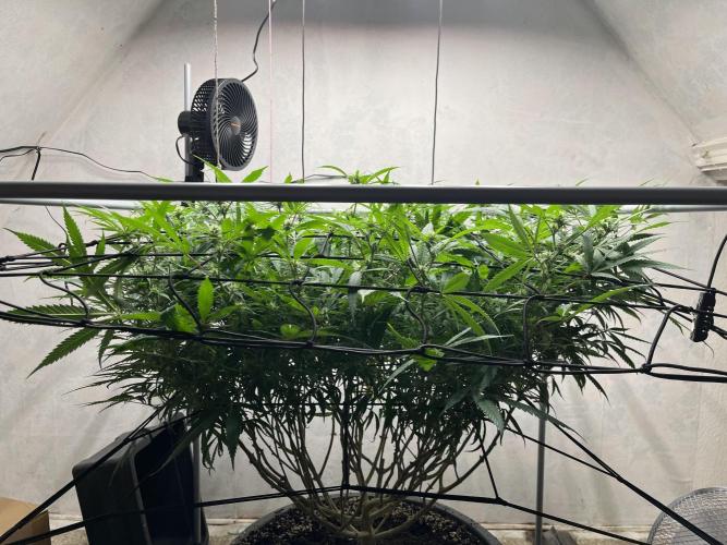 Franco’s Lemon Cheese. Week 22