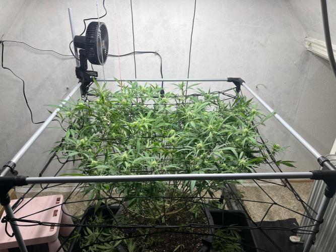 Franco’s Lemon Cheese. Week 22