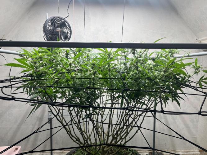 Franco’s Lemon Cheese. Week 22