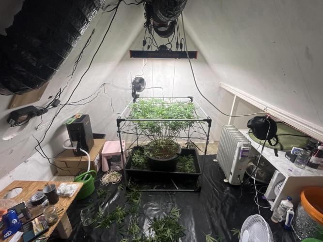 Franco’s Lemon Cheese. Week 22