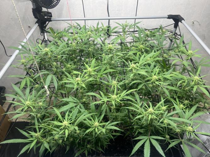 Franco’s Lemon Cheese. Week 22