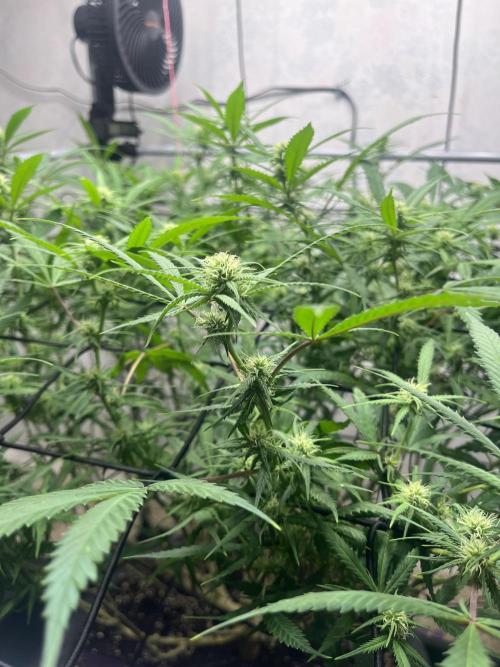 Franco’s Lemon Cheese. Week 22