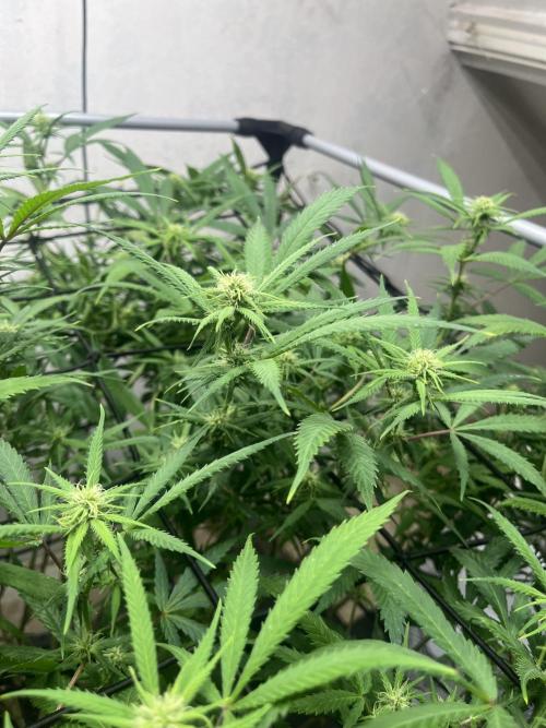 Franco’s Lemon Cheese. Week 22