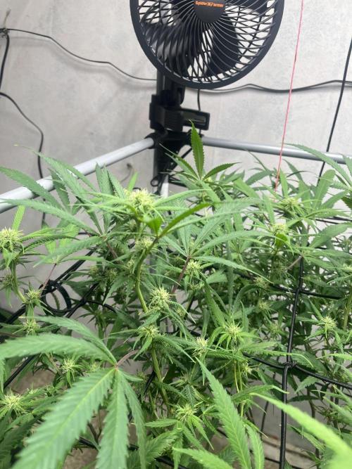 Franco’s Lemon Cheese. Week 22