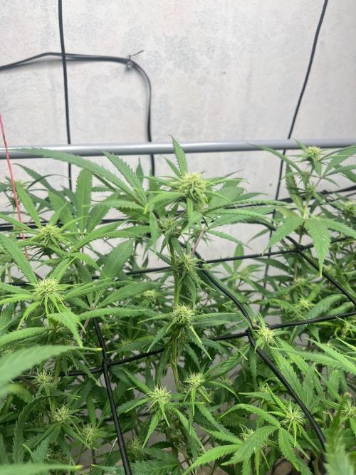 Franco’s Lemon Cheese. Week 22