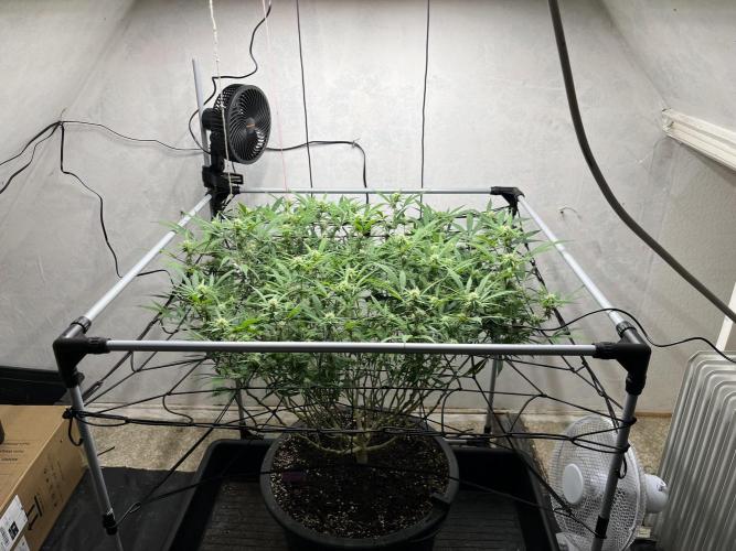 Franco’s Lemon Cheese. Week 22