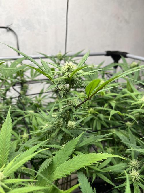 Franco’s Lemon Cheese. Week 22