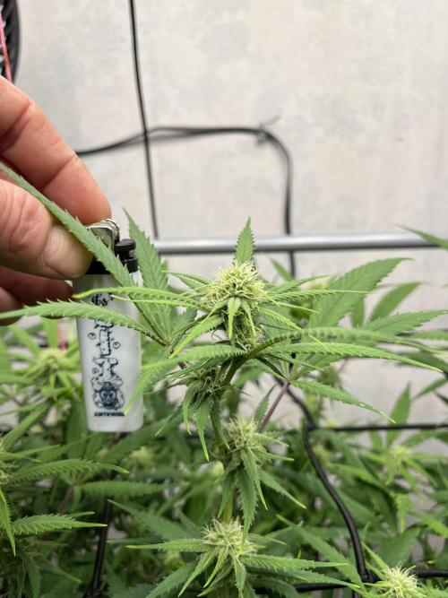 Franco’s Lemon Cheese. Week 22