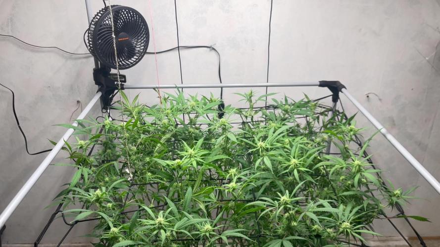 Franco’s Lemon Cheese