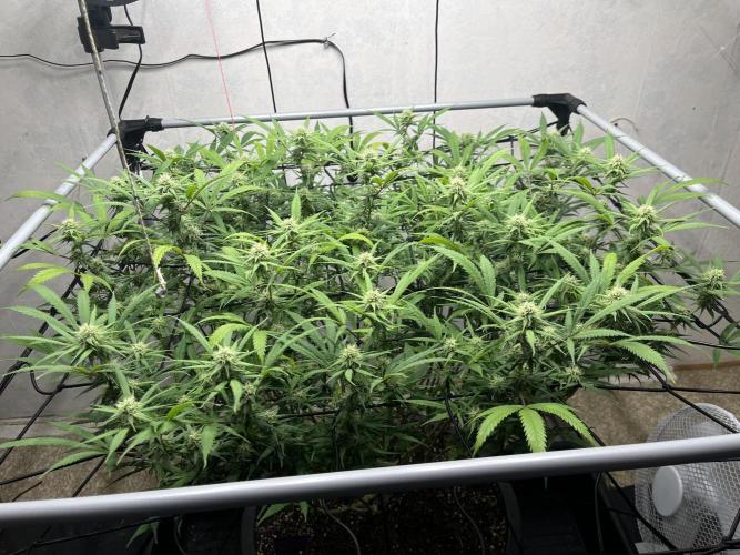 Franco’s Lemon Cheese. Week 23