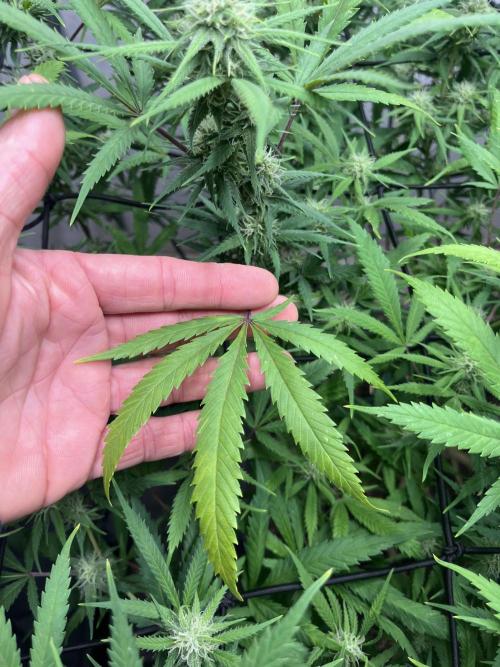 Franco’s Lemon Cheese. Week 23