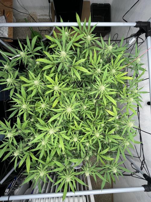 Franco’s Lemon Cheese. Week 23