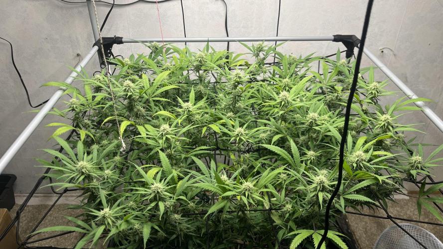 Franco’s Lemon Cheese. Week 23