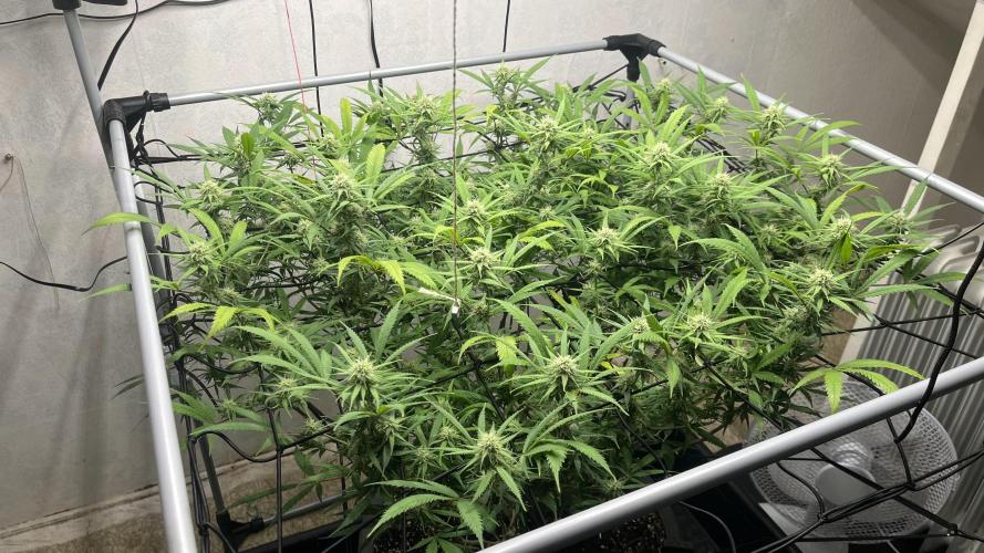 Franco’s Lemon Cheese. Week 23