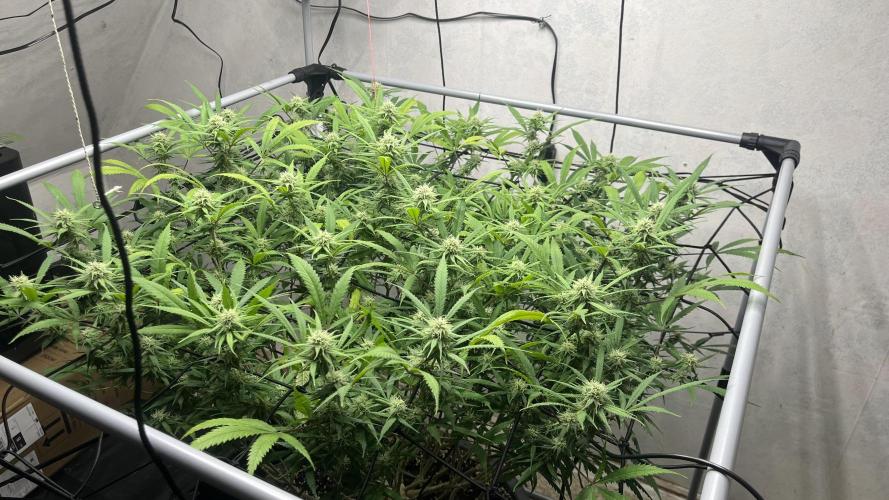 Franco’s Lemon Cheese. Week 23