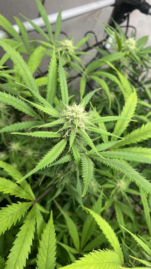 Franco’s Lemon Cheese. Week 23