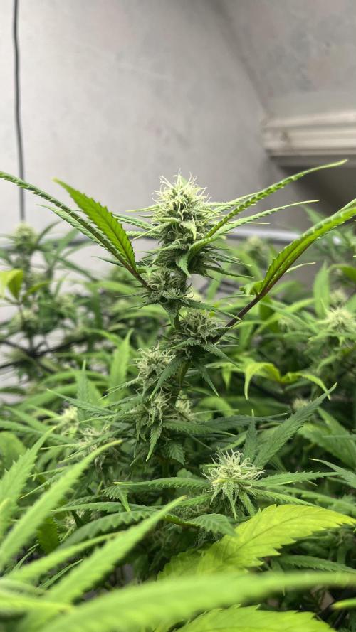 Franco’s Lemon Cheese. Week 23