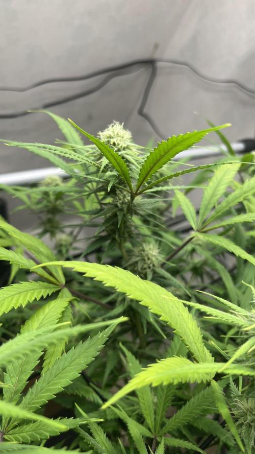 Franco’s Lemon Cheese. Week 23