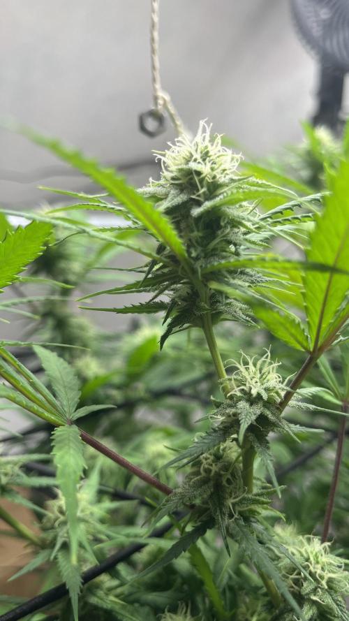 Franco’s Lemon Cheese. Week 23