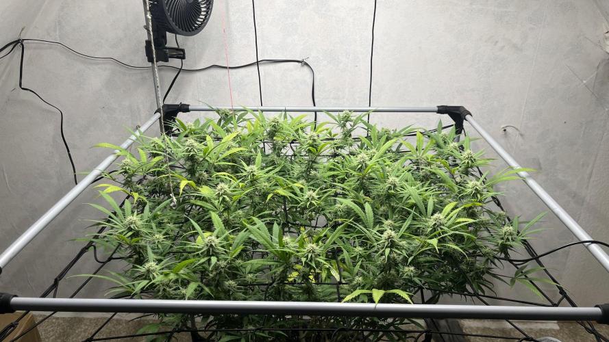 Franco’s Lemon Cheese. Week 23