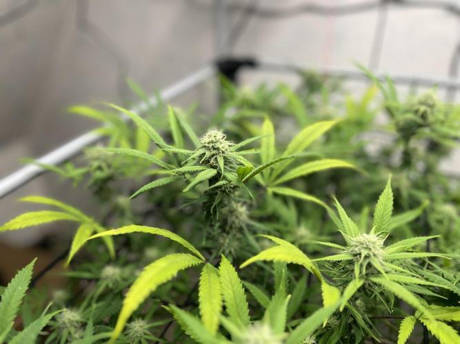 Franco’s Lemon Cheese. Week 23