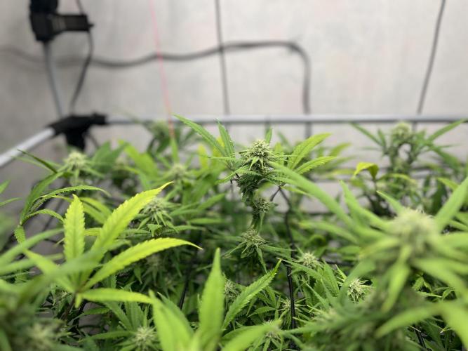 Franco’s Lemon Cheese. Week 23