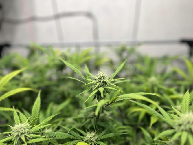 Franco’s Lemon Cheese. Week 23