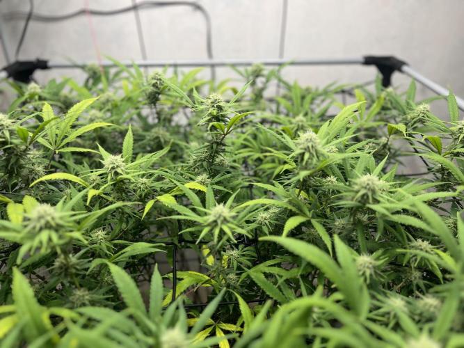 Franco’s Lemon Cheese. Week 23