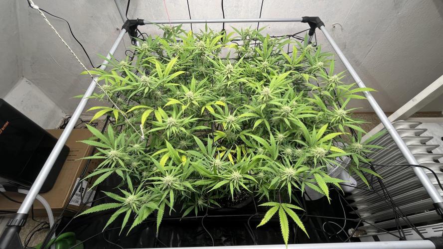 Franco’s Lemon Cheese. Week 23