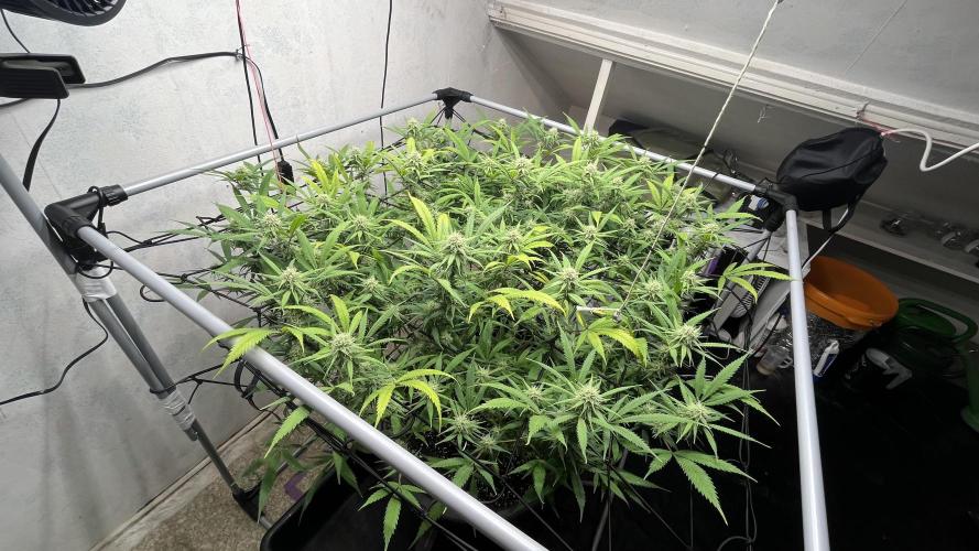 Franco’s Lemon Cheese. Week 23