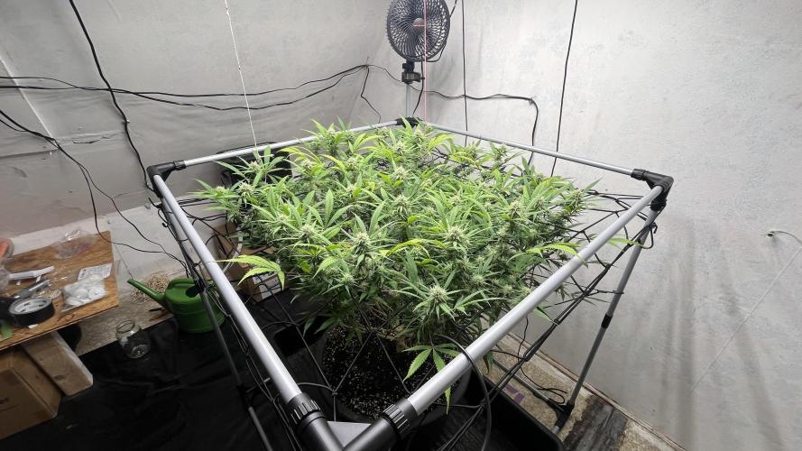 Franco’s Lemon Cheese. Week 23