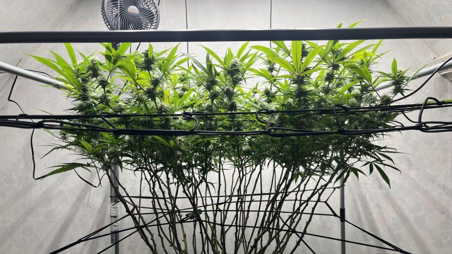 Franco’s Lemon Cheese. Week 23