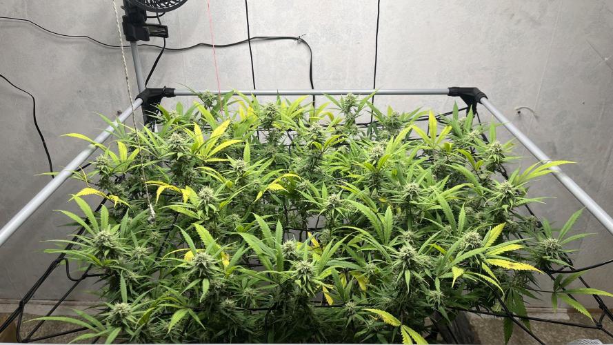 Franco’s Lemon Cheese. Week 24