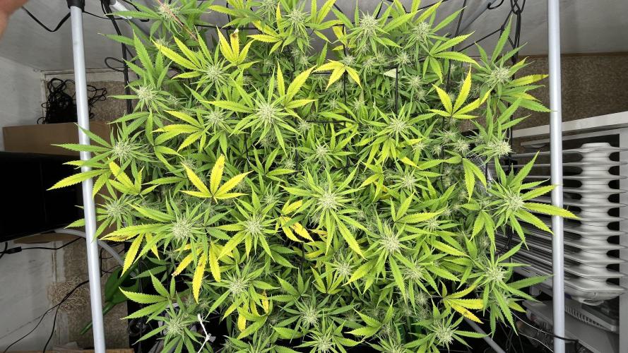 Franco’s Lemon Cheese. Week 24