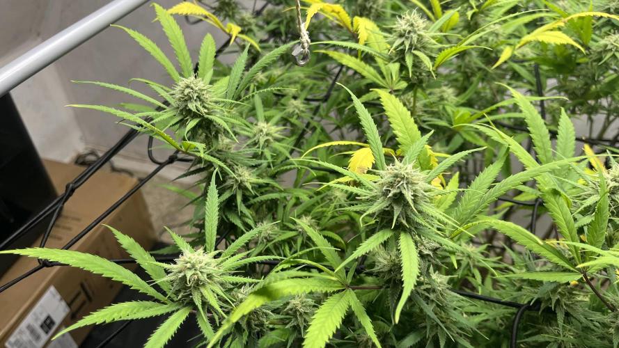 Franco’s Lemon Cheese. Week 24