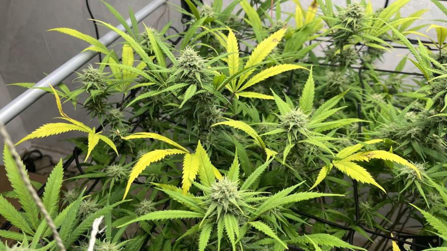 Franco’s Lemon Cheese. Week 24